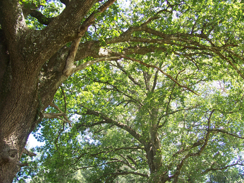 large oak trees in Hogsback
