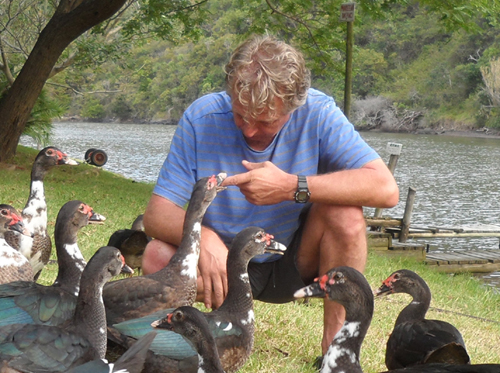 friendly ducks at Areena Riverside Resort