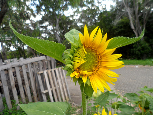 sunflowers and sunflower seeds