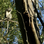 Animals on the Farm - Wansley Farm Monkey - a member of Lizzie's hated Grey People in the Air